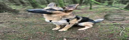 German Shepherd dogs for sale: FOREVER LOVING HOME NEEDED FOR BEAR (2yr old GSD) - Advert 10
