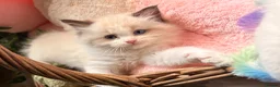 Ragdoll cats for sale: ✨🏆Pedigree, health clear . Ragdoll Kittens ✨🏆 - Advert 17
