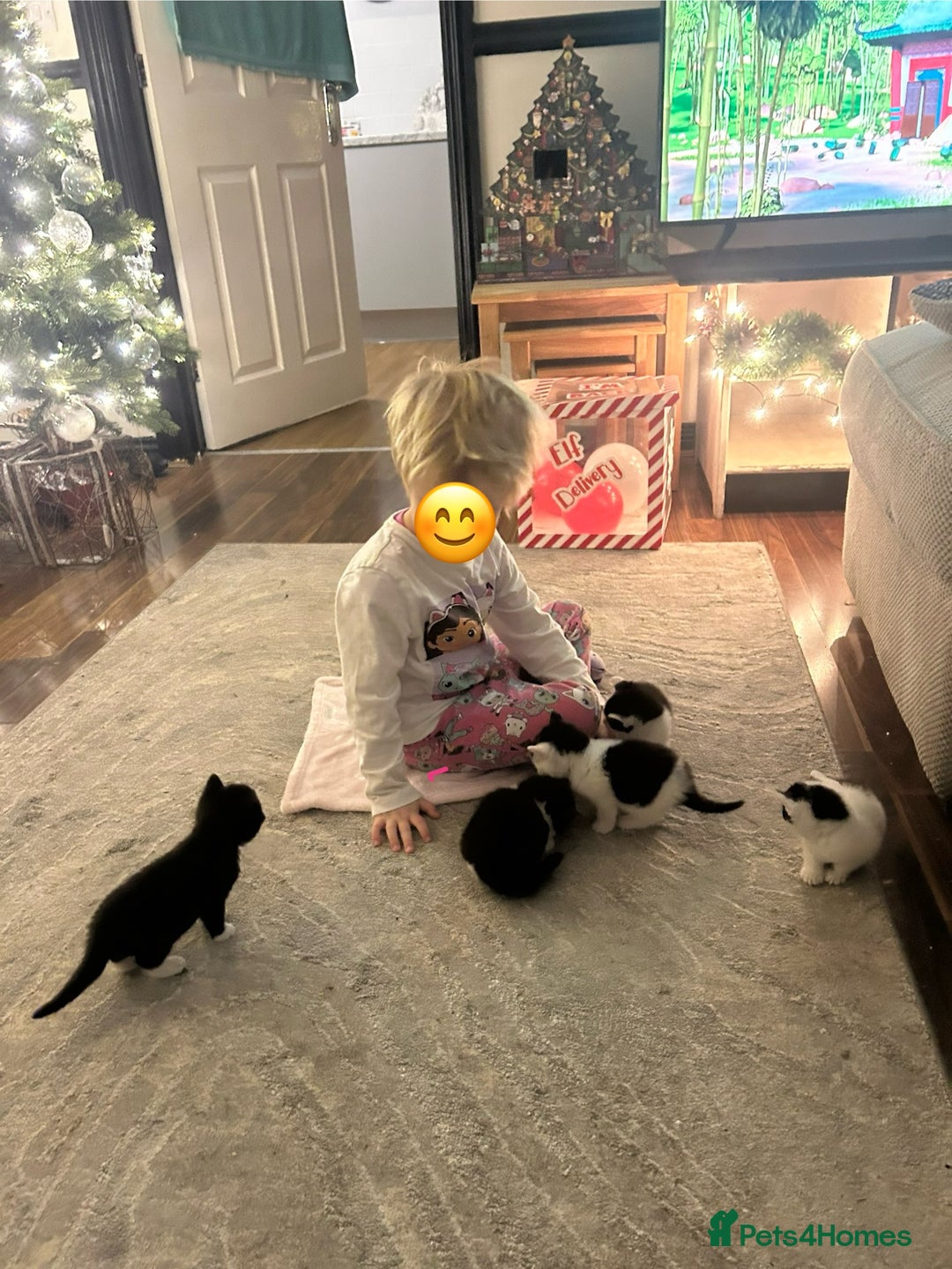 Domestic Shorthair cats for sale: 5 Beautiful Kittens - Advert 8