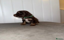 Sprocker dogs for sale: Sprocker puppies - Image 7