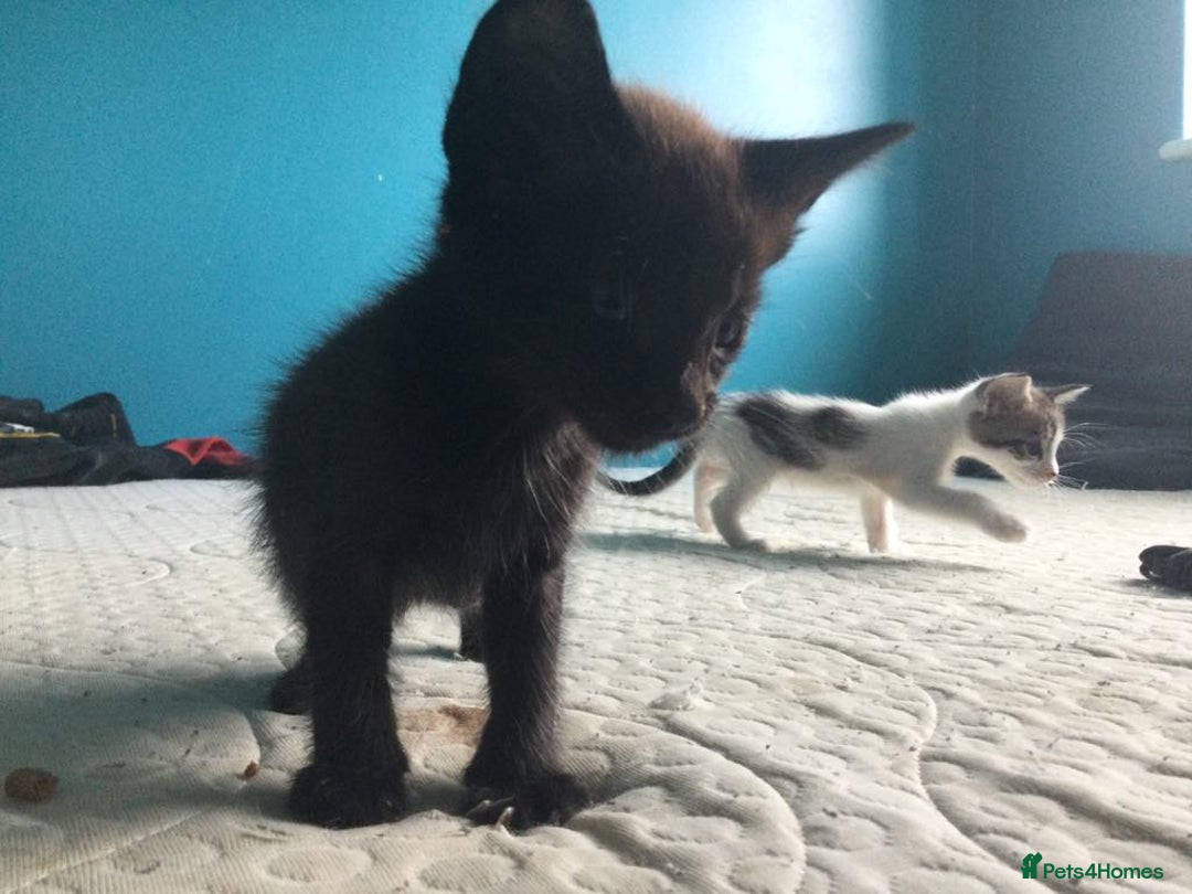 Mixed Breed cats for sale: Very frendly kittens - Image 5