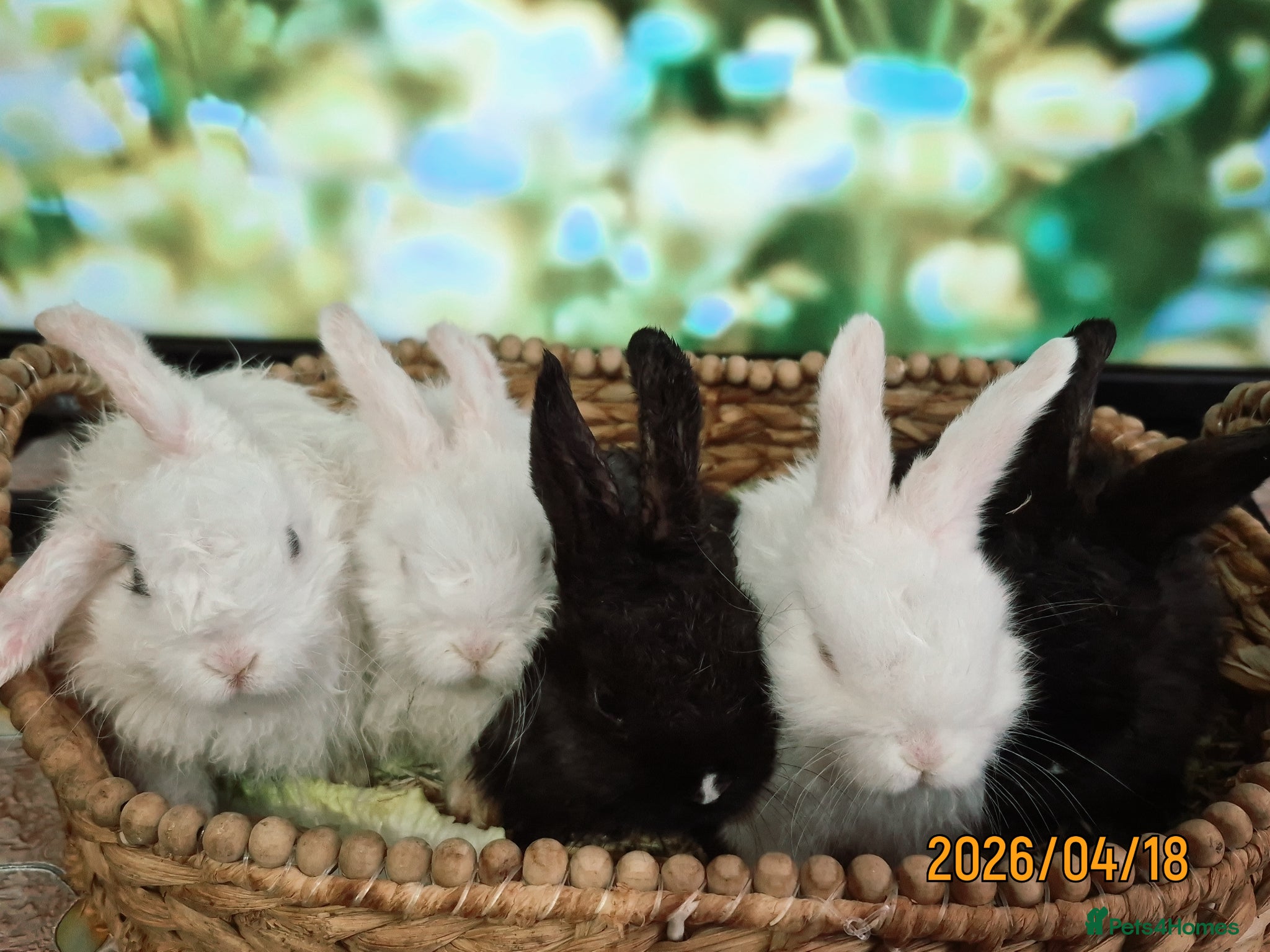 Mixed Breed rabbits Cute Playful Baby Rabbits – £60 Each - Advert 1