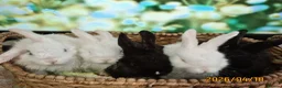 Mixed Breed rabbits for sale: Cute Playful Baby Rabbits – £60 Each - Advert 1