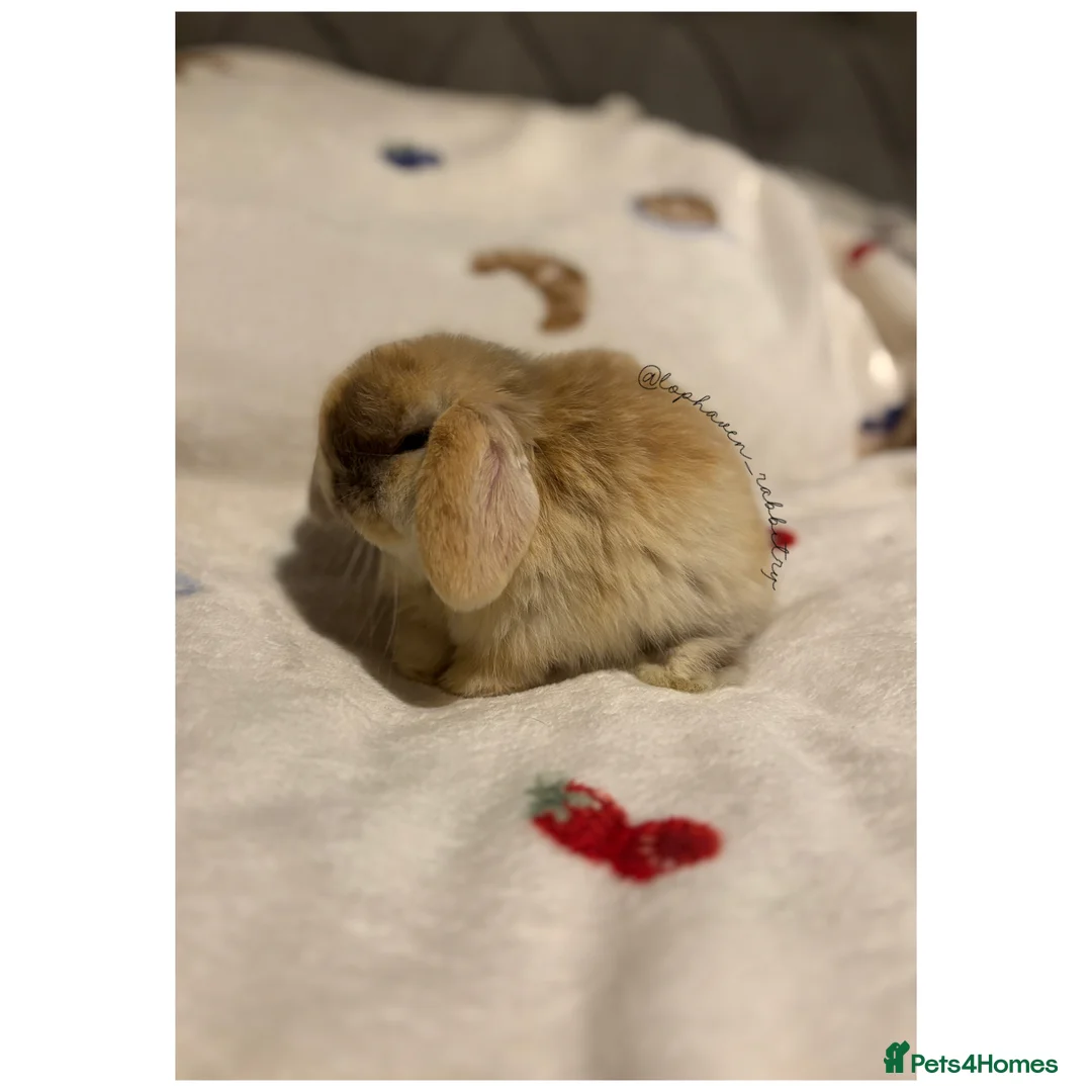 Mini Lop rabbits for sale: Stunning mini lop babies ✨ready to reserve✨  - Advert 1