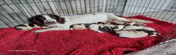 English Springer Spaniel dogs for sale: 3 Springer Boys available  - Advert 17
