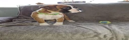 Boxer dogs for sale: 4 k.c boxer puppies ready for there new homes  in Sowerby Bridge - Advert 15