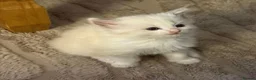 Ragdoll cats for sale: 4 ragdoll girls left ready now - Advert 3