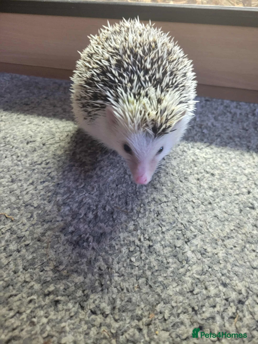 Mixed Breed reptiles for sale: African pygmy hedgehog - Advert 1