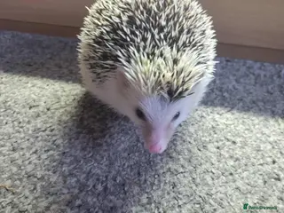 Mixed Breed reptiles African pygmy hedgehog - Advert 1