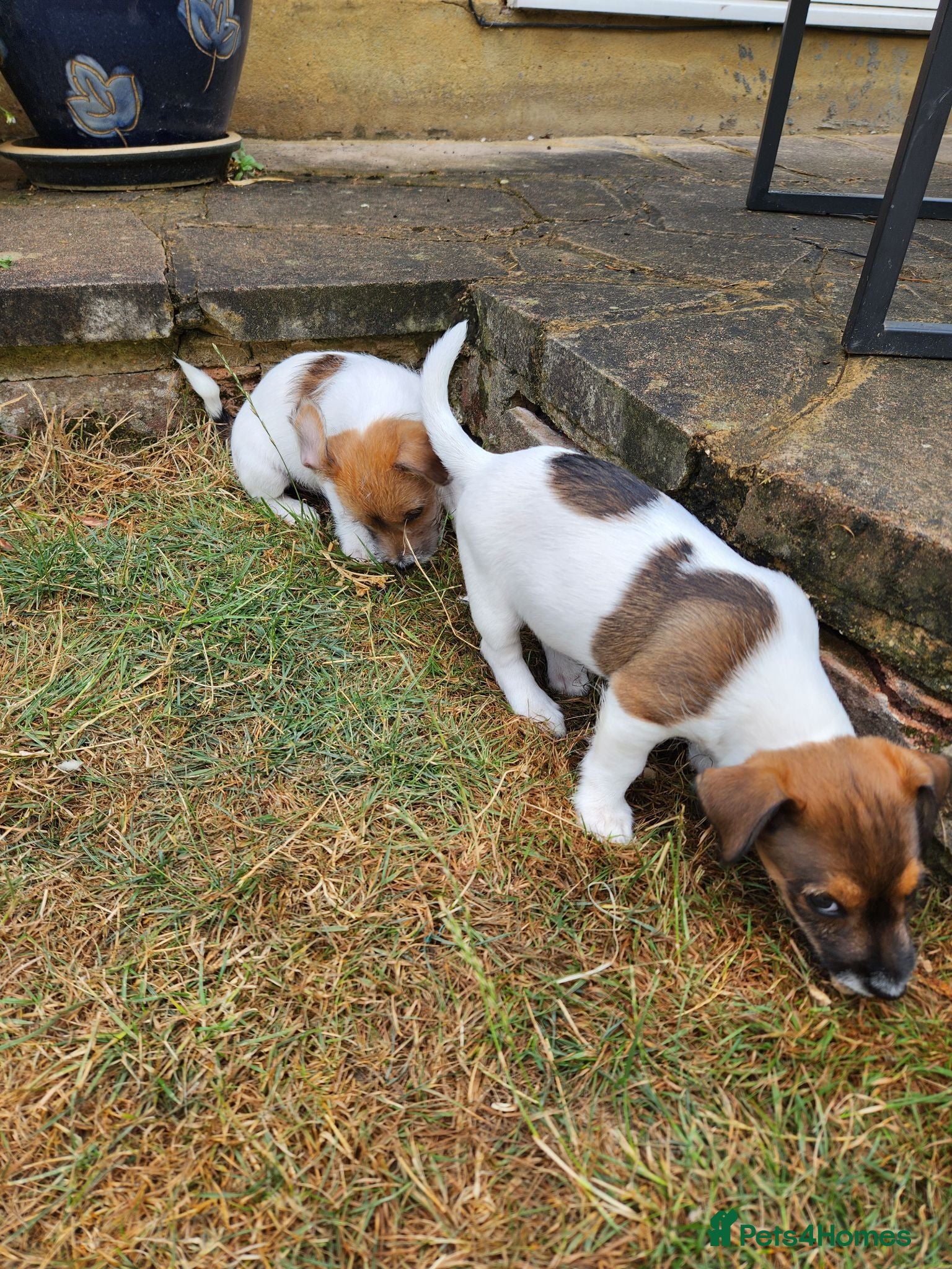 Jack Russell dogs 2 Gorgeous Jack Russell Males for sale - Advert 1