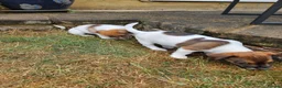 Jack Russell dogs for sale: 2 Gorgeous Jack Russell Males for sale - Advert 1