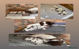 English Springer Spaniel dogs for sale: Gorgeous English Springer Spaniel pups - Image 2