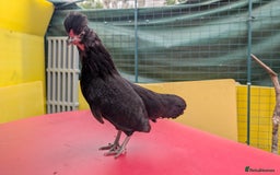 Chickens poultry for sale: 7 mixed bantams hens, polish, pekin and more - Image 4