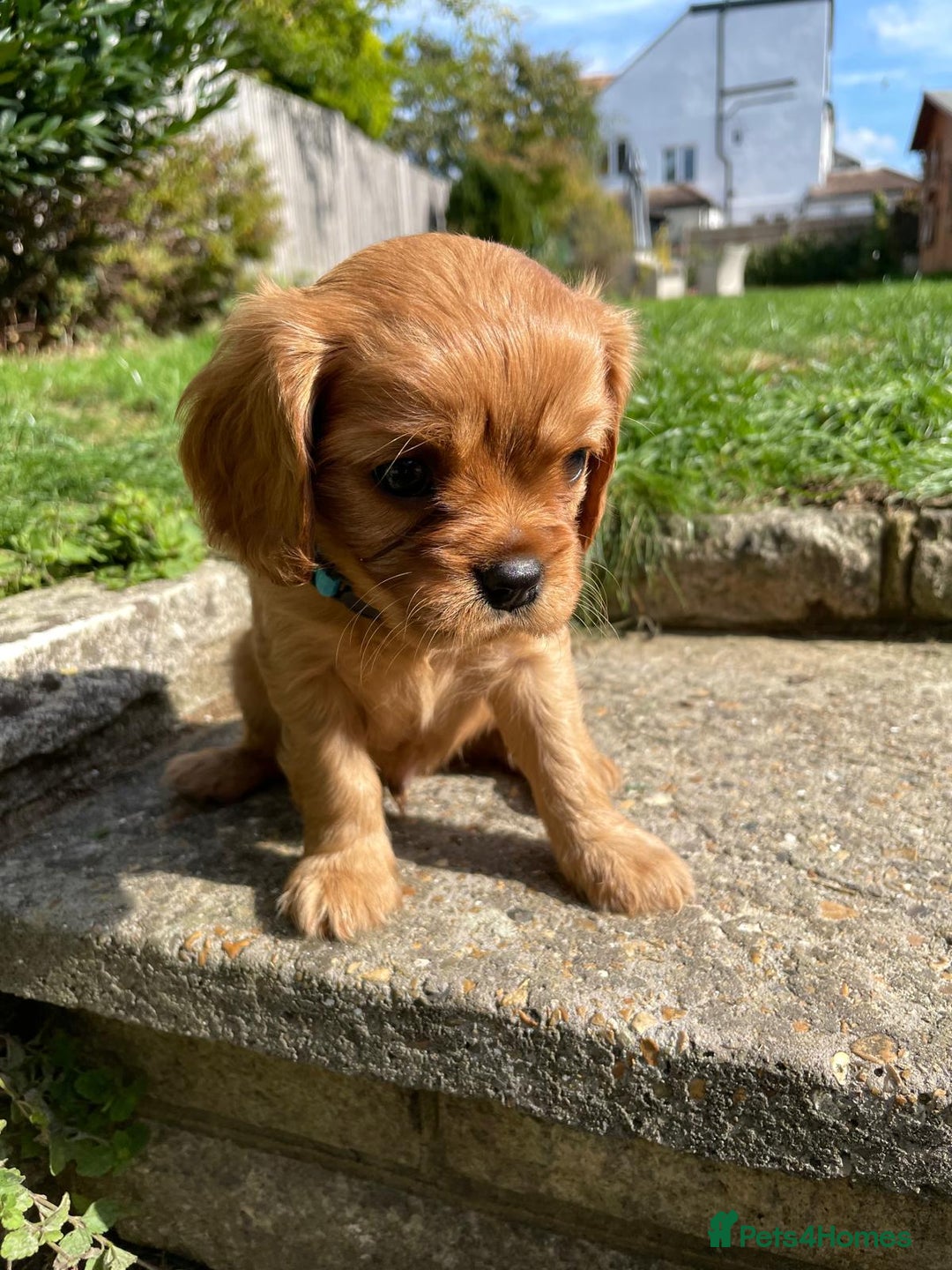 Cavalier King Charles Spaniel dogs for sale: Beautiful KC reg ruby puppies, home reared - Image 10