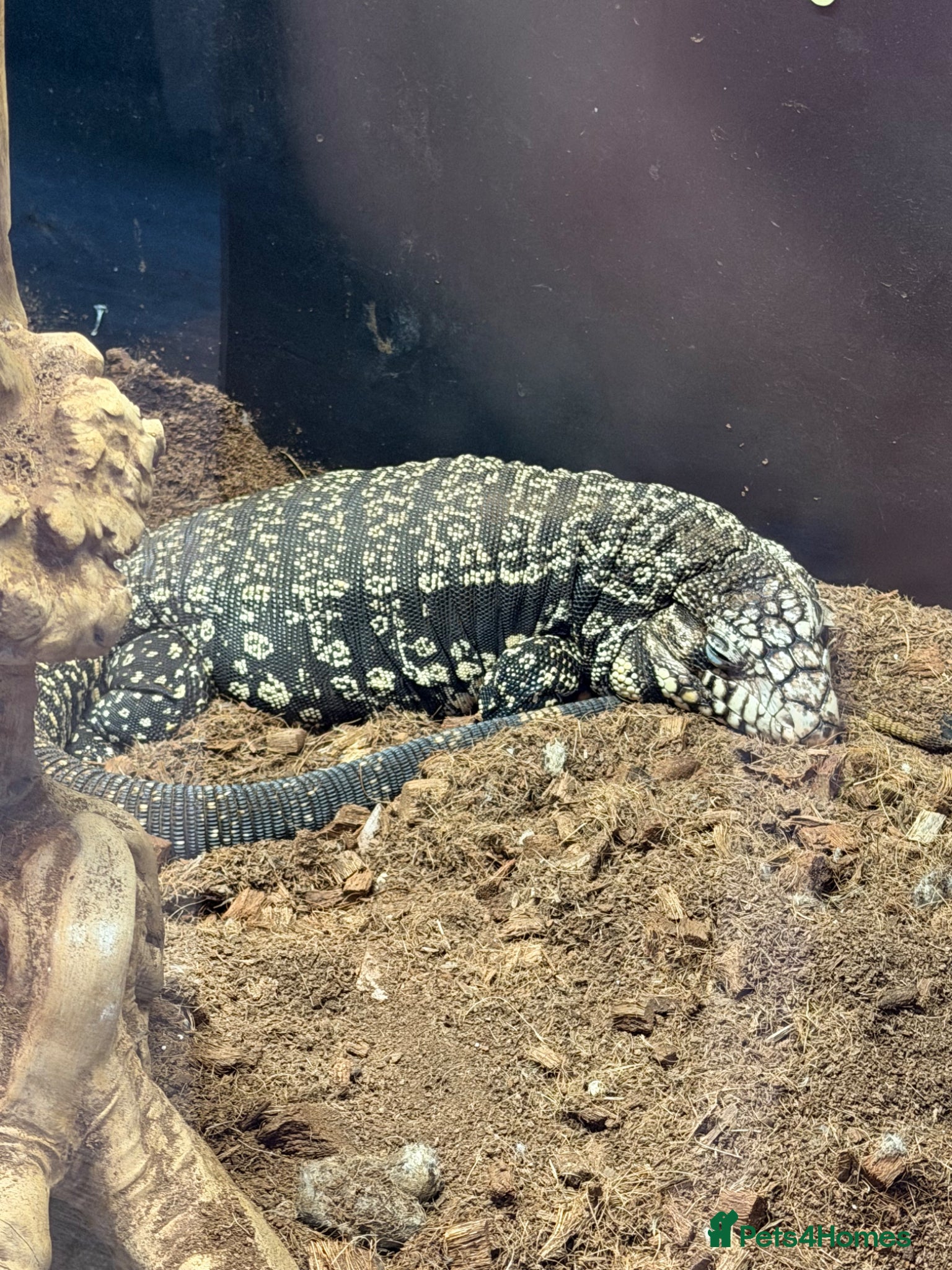 Lizard reptiles Argentine Tegu + Full Vivarium Setup- ready to Go - Advert 6