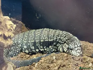 Lizard reptiles Argentine Tegu + Full Vivarium Setup- ready to Go - Advert 6