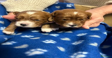 Cavapoo dogs Stunning litter of F1 cavapoo puppies,DWKC reg  - Advert 2