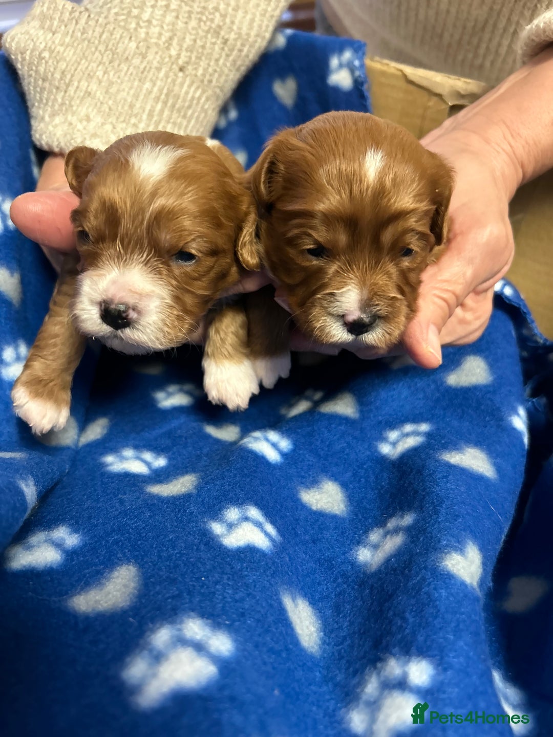 Cavapoo dogs for sale: Stunning litter of F1 cavapoo puppies,DWKC reg  - Advert 3