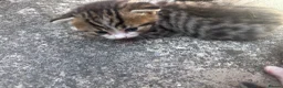 British Shorthair cats for sale: Beautiful Kittens Ready for Loving Homes - Advert 14