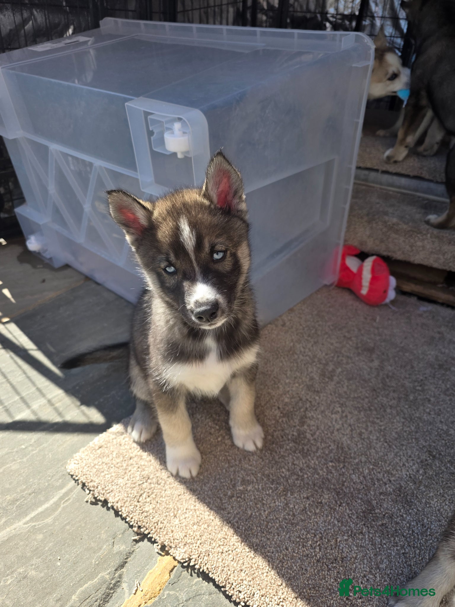 Siberian Husky dogs Pure Siberian Huskie pups - Advert 2