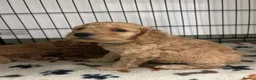 Cockapoo dogs for sale: Cockapoo Puppies Looking for Loving Homes - Advert 15