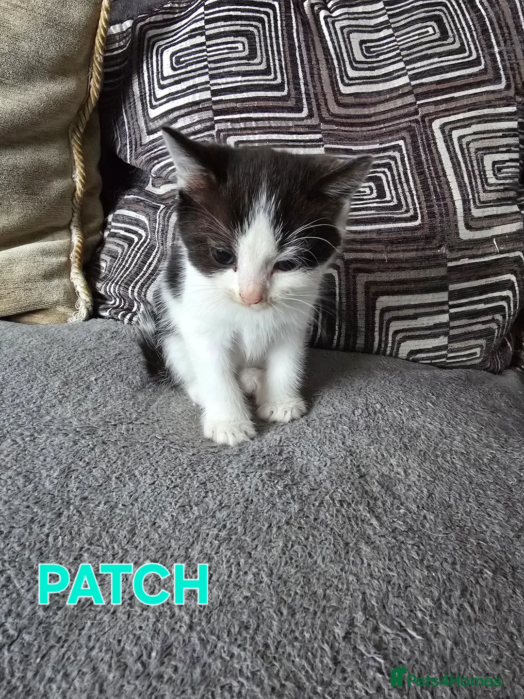 Mixed Breed cats for sale: 3 Beautiful Black & White kittens - Advert 6