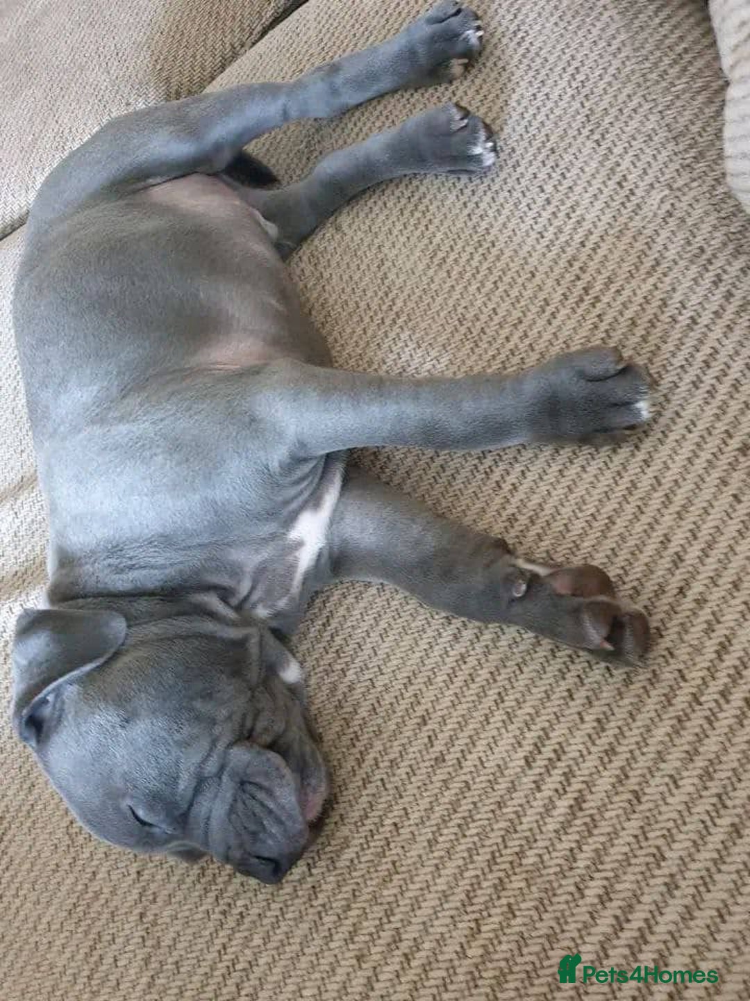 Staffordshire Bull Terrier dogs for sale: Staffordshire bullterrie puppies for sale  - Image 7