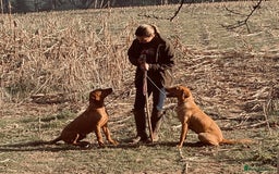 Labrador Retriever dogs for sale: Outstanding KC reg fox red Labrador puppies.  - Image 20