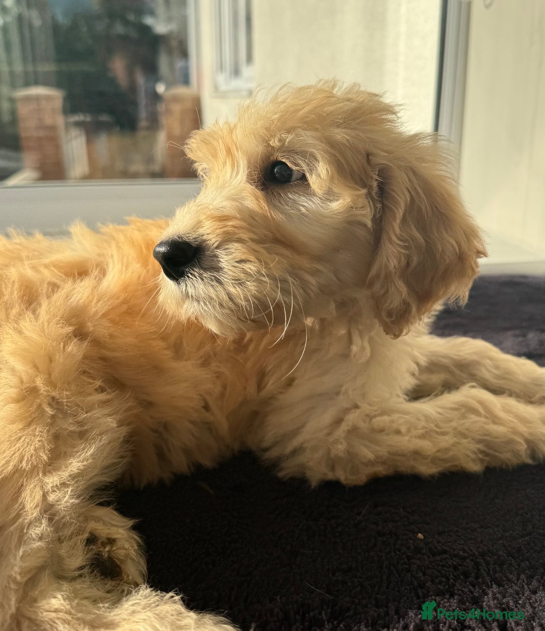 Goldendoodle dogs for sale: F1 Standard Golden Doodles last 1 female - Image 10