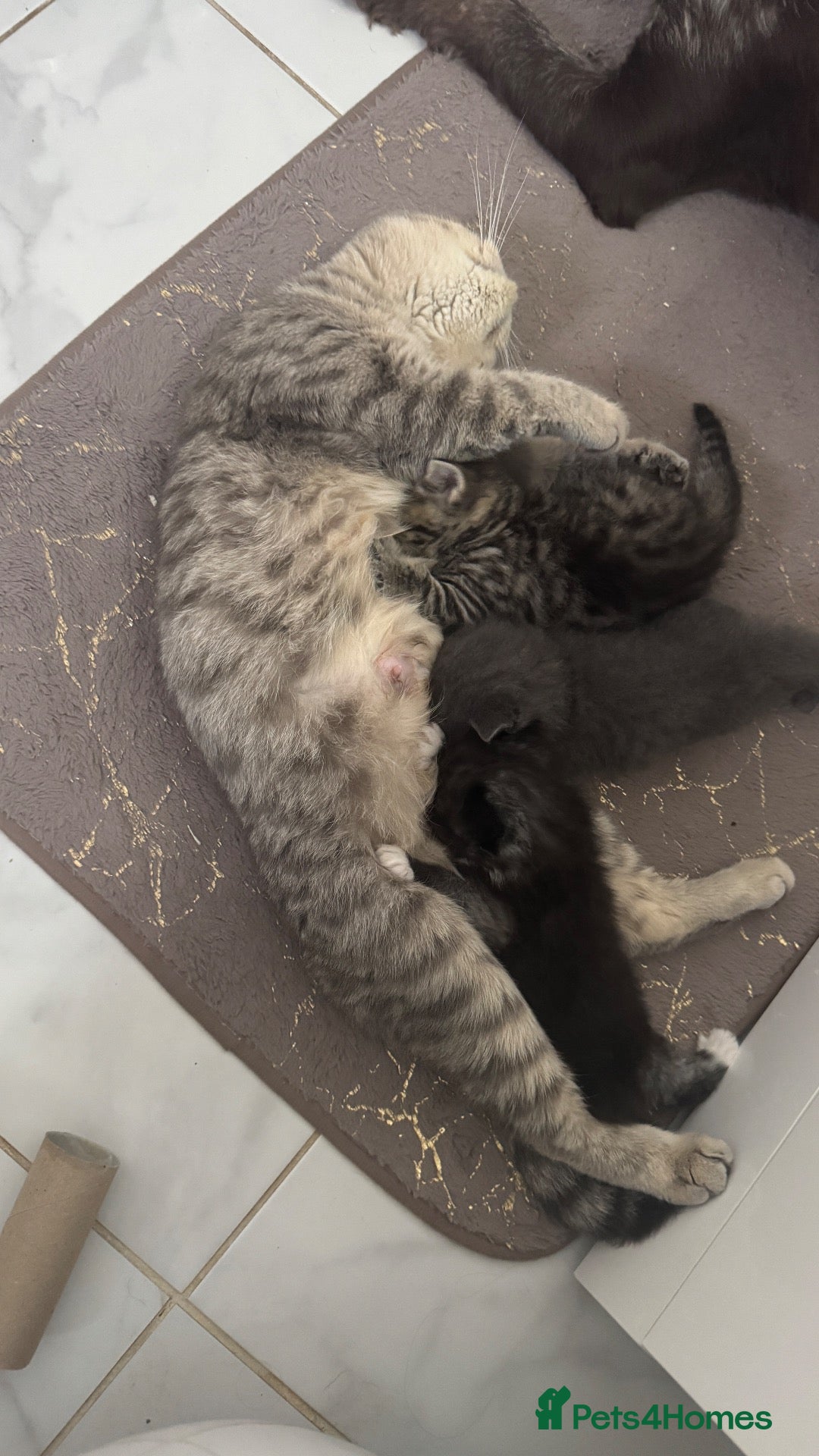 British Shorthair cats Lovely kittens are ready to find their home  - Advert 2