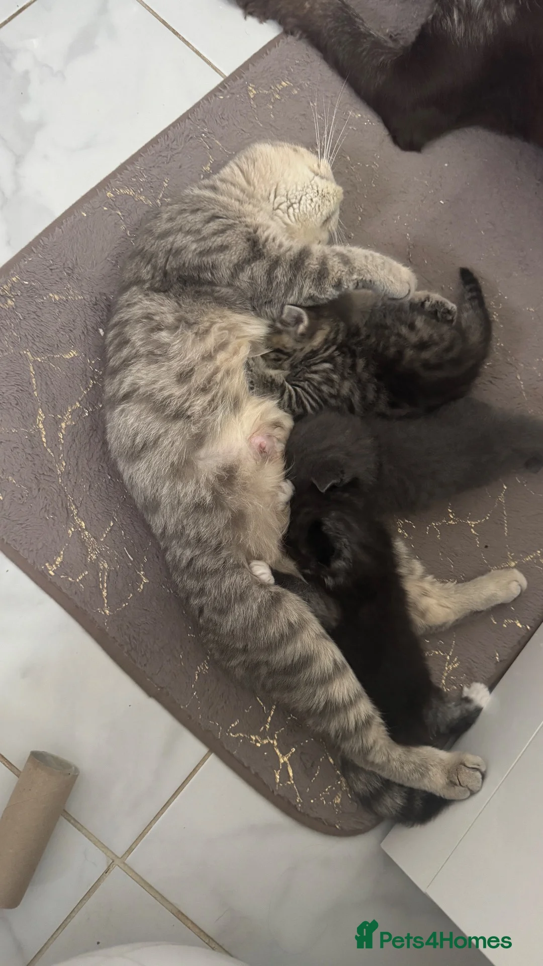 British Shorthair cats for sale: Lovely kittens are ready to find their home  - Advert 2