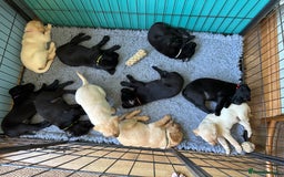 Labrador Retriever dogs for sale: Labrador puppies kennel Club registered - Image 1