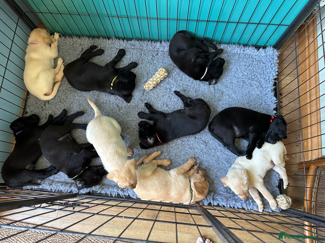 Labrador Retriever dogs for sale: Labrador puppies kennel Club registered - Image 1