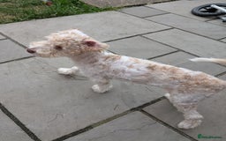 Cockapoo dogs for sale: 9 month old deaf cockapoo - Advert 1