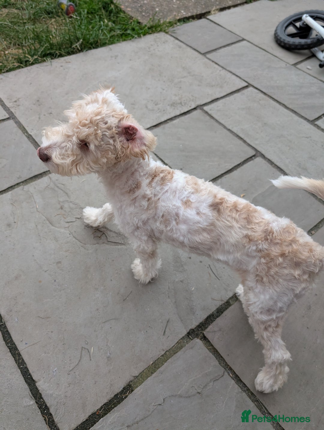 Cockapoo dogs for sale: 9 month old deaf cockapoo - Advert 1