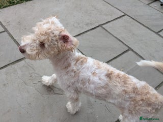 Cockapoo dogs 9 month old deaf cockapoo - Advert 1