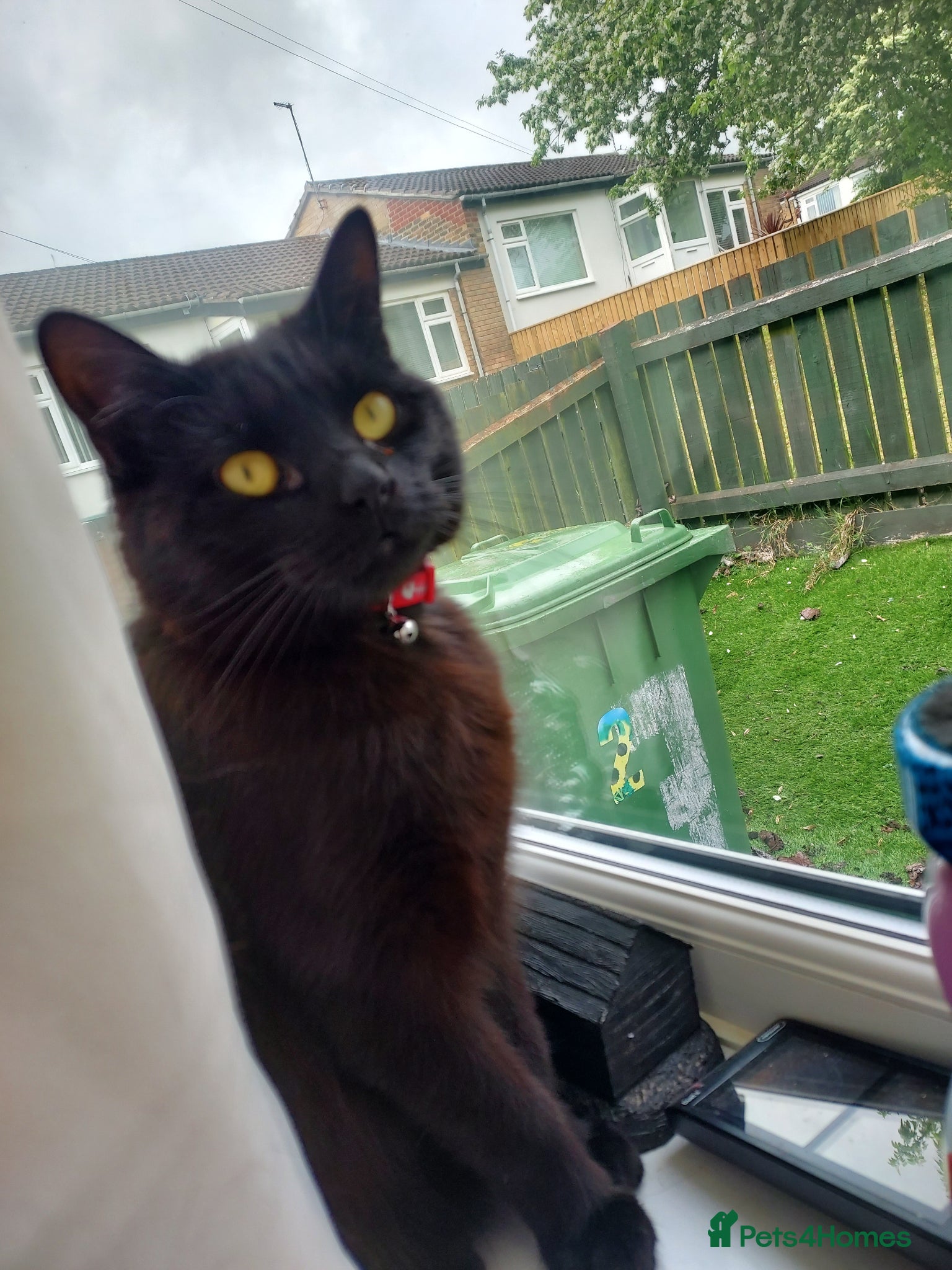 British Longhair cats Cat For Sale  - Advert 4