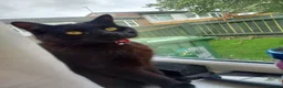 British Longhair cats for sale: Cat For Sale  in Durham - Advert 1