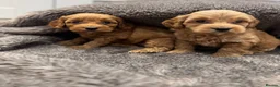 Cockapoo dogs for sale: Stunning Cockapoo puppies  - Advert 6