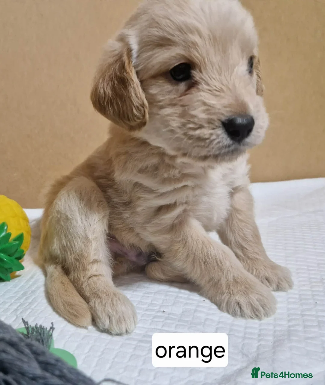 Mixed Breed dogs for sale: Beagle Doodles - Advert 3