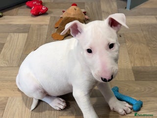 English Bull Terrier dogs *REDUCED* 1 male KC EBT pup left - Advert 5