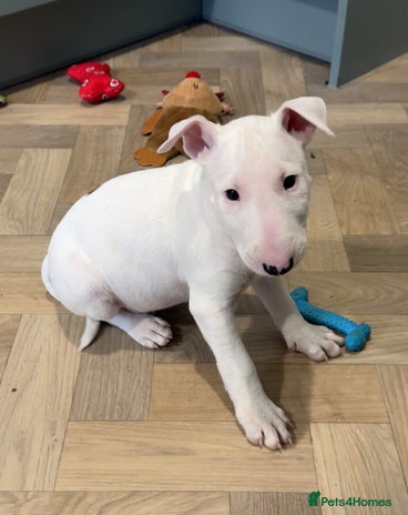 English Bull Terrier dogs *REDUCED* 1 male KC EBT pup left - Advert 1