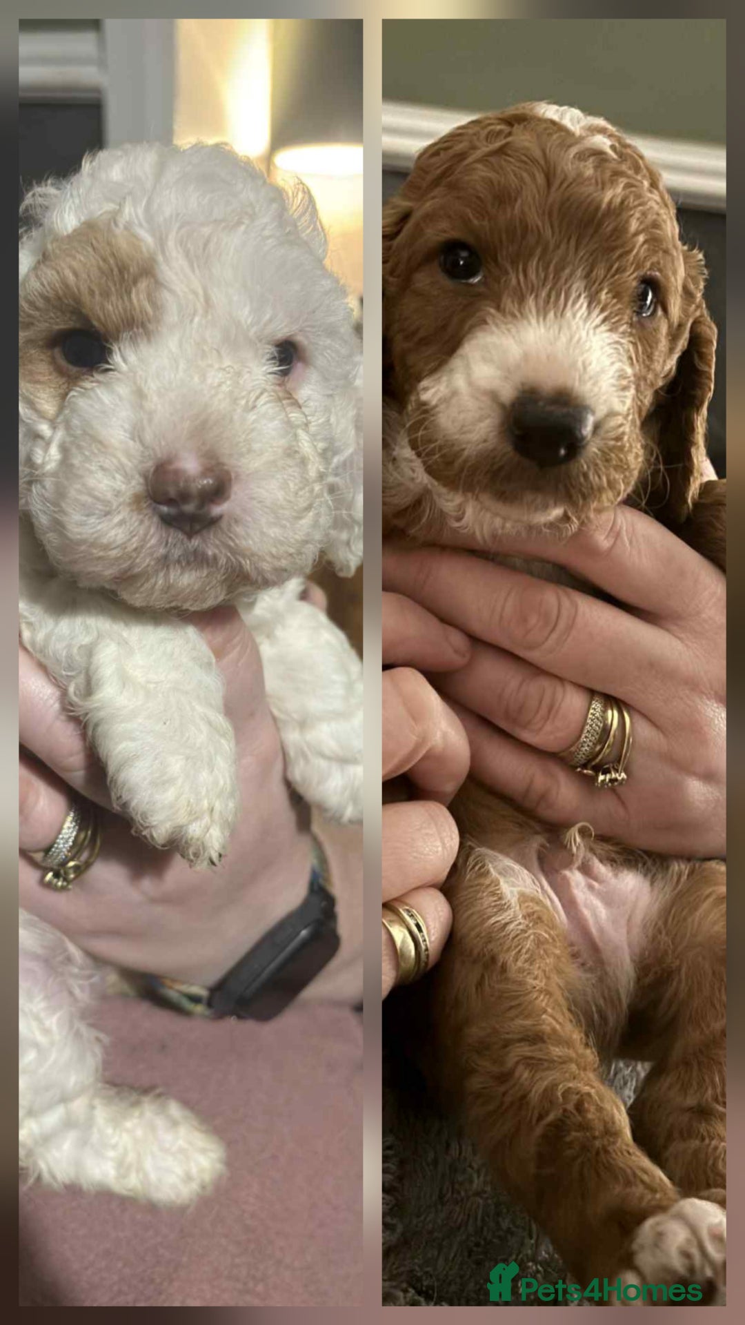 Cockapoo dogs for sale: Only two puppies left! Ready to go 9th December! - Advert 2