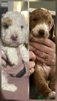 Cockapoo dogs Only two beautiful cockapoo puppies left for sale! - Advert 2