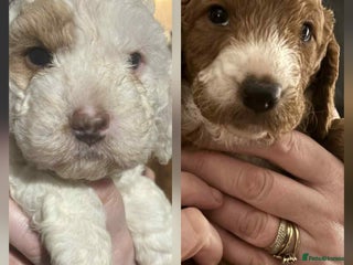 Cockapoo dogs Only two beautiful cockapoo puppies left for sale! - Advert 10