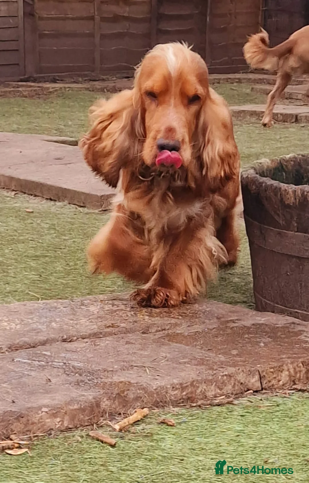 Cocker Spaniel dogs for stud: Stunning KC reg Show Cocker Spaniel for stud in Newport - Advert 5
