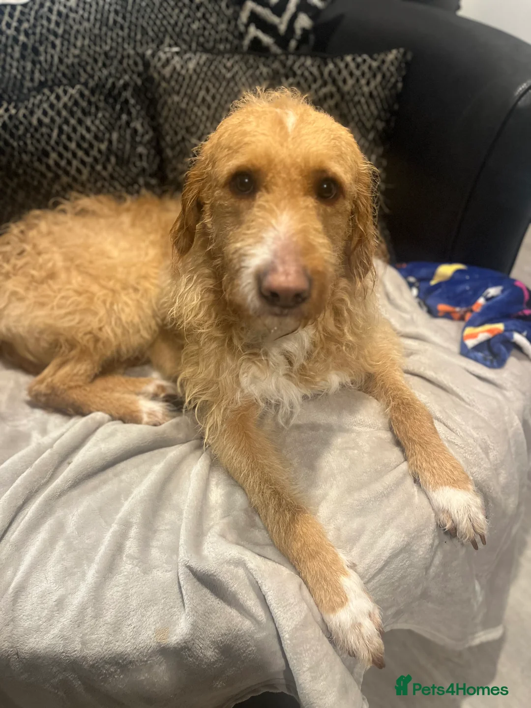 Borador dogs for sale: Borador looking for forever home - Advert 2