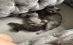 British Shorthair cats for sale: Gorgeous British short haired black - Image 3
