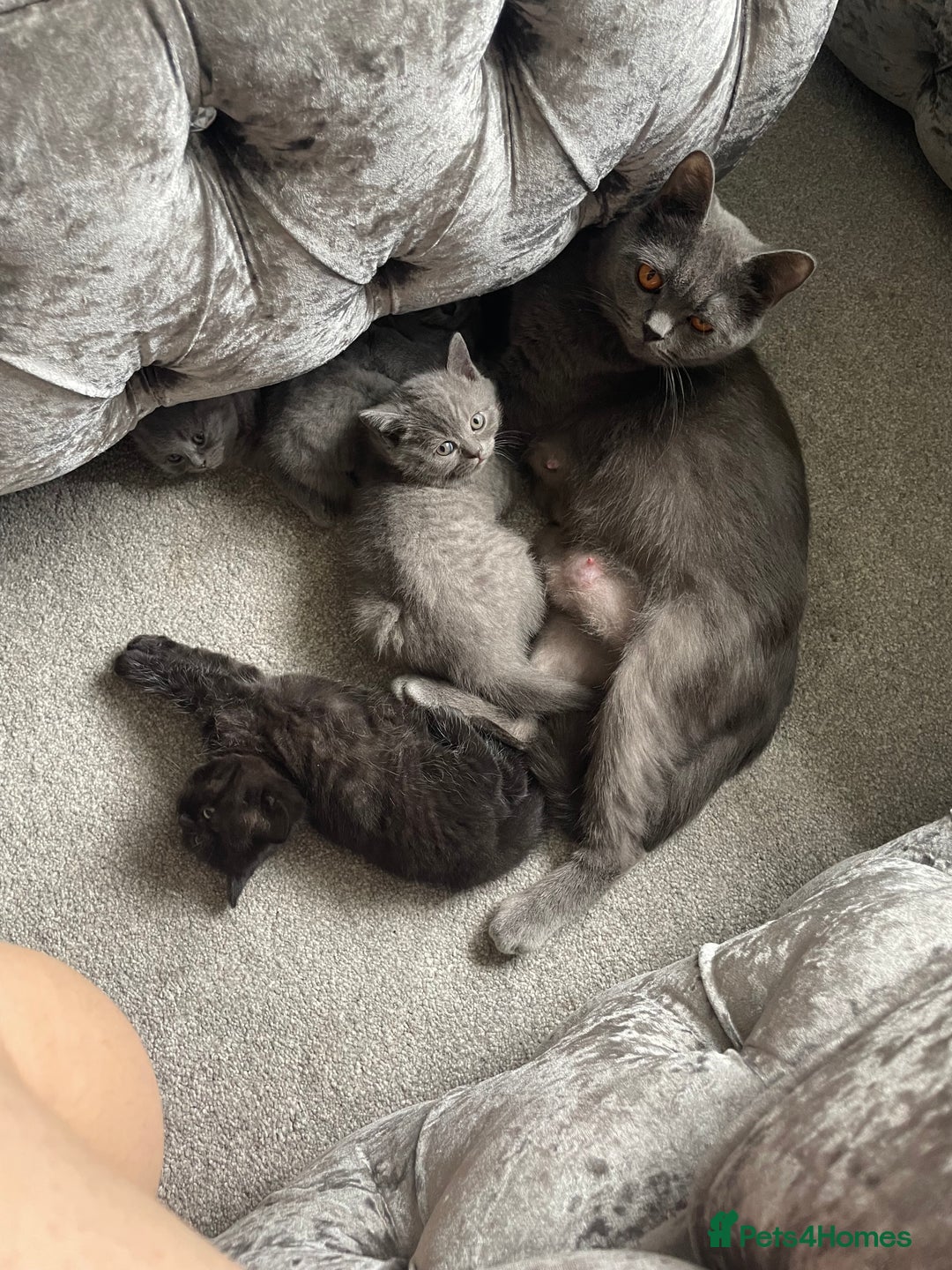 British Shorthair cats for sale: Gorgeous British short haired black - Image 3