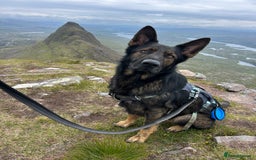 German Shepherd dogs for stud: Gorgeous German Shepherd For Stud in Kidderminster - Image 1